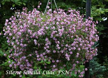 Silene pendula Sibella Lilac FSN -basket